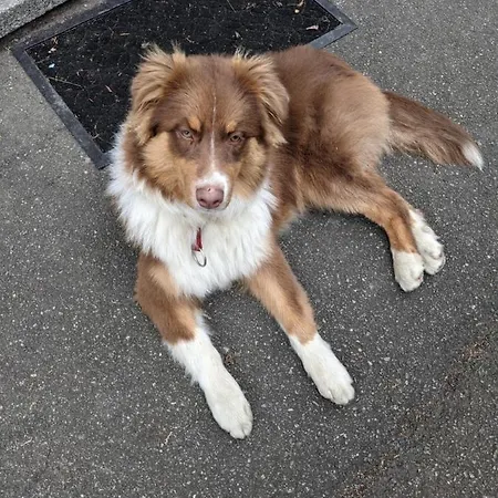 Centre Le 4 Apartmán *