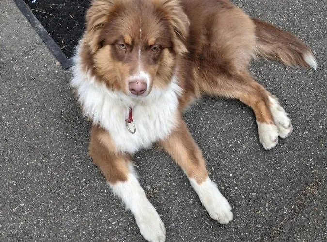 Centre Le 4 Apartmán *